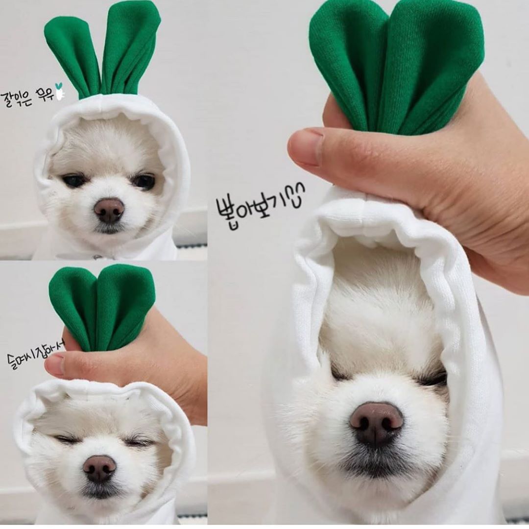 Cute Fruit Fleece Dog Hoodies from MotivePets for pet comfort, care and everyday use