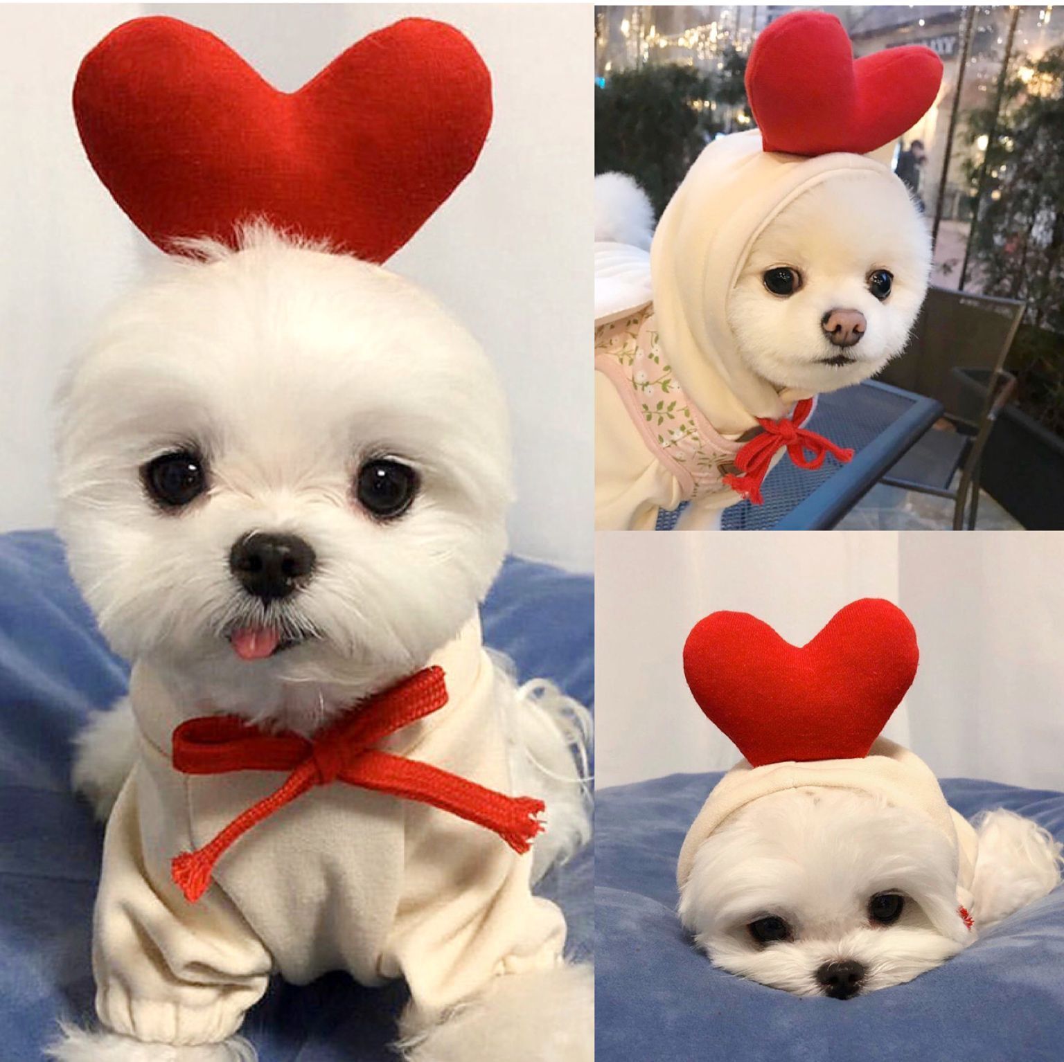 Cute Fruit Fleece Dog Hoodies from MotivePets for pet comfort, care and everyday use