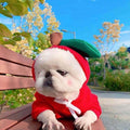 Cute Fruit Fleece Dog Hoodies from MotivePets for pet comfort, care and everyday use