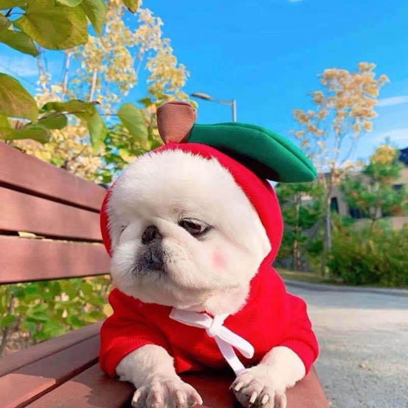 Cute Fruit Fleece Dog Hoodies from MotivePets for pet comfort, care and everyday use