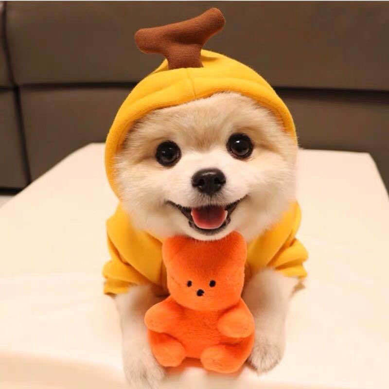 Cute Fruit Fleece Dog Hoodies from MotivePets for pet comfort, care and everyday use
