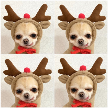 Cute Fruit Fleece Dog Hoodies from MotivePets for pet comfort, care and everyday use
