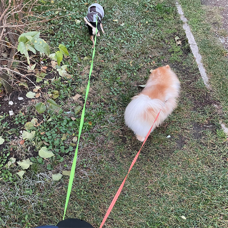 Reflective Dual Retractable Dog Leash with Lights from MotivePets for pet comfort, care and everyday use